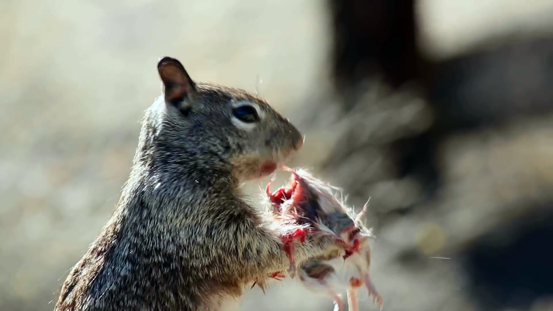 Cet Ecureuil Trop Mignon Mange Une Souris Video Dailymotion