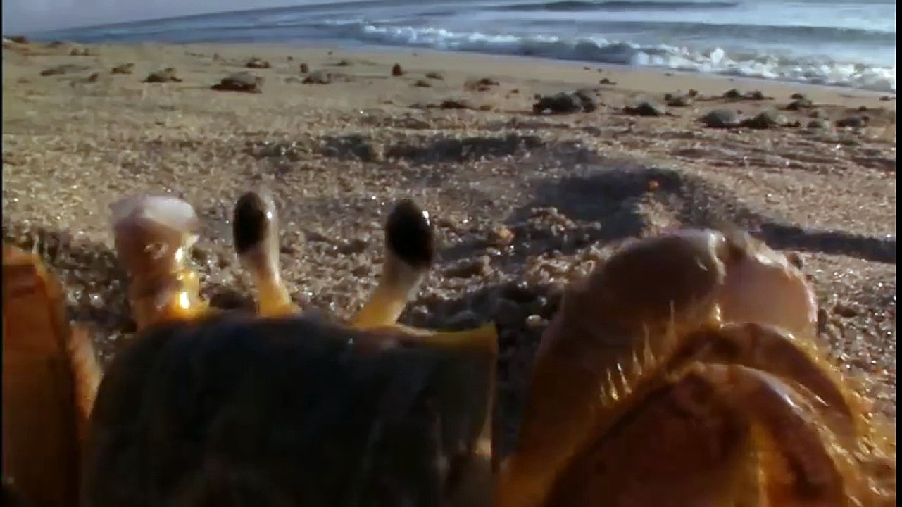 Turtle The Incredible Journey Movie (2011) Trailer HD