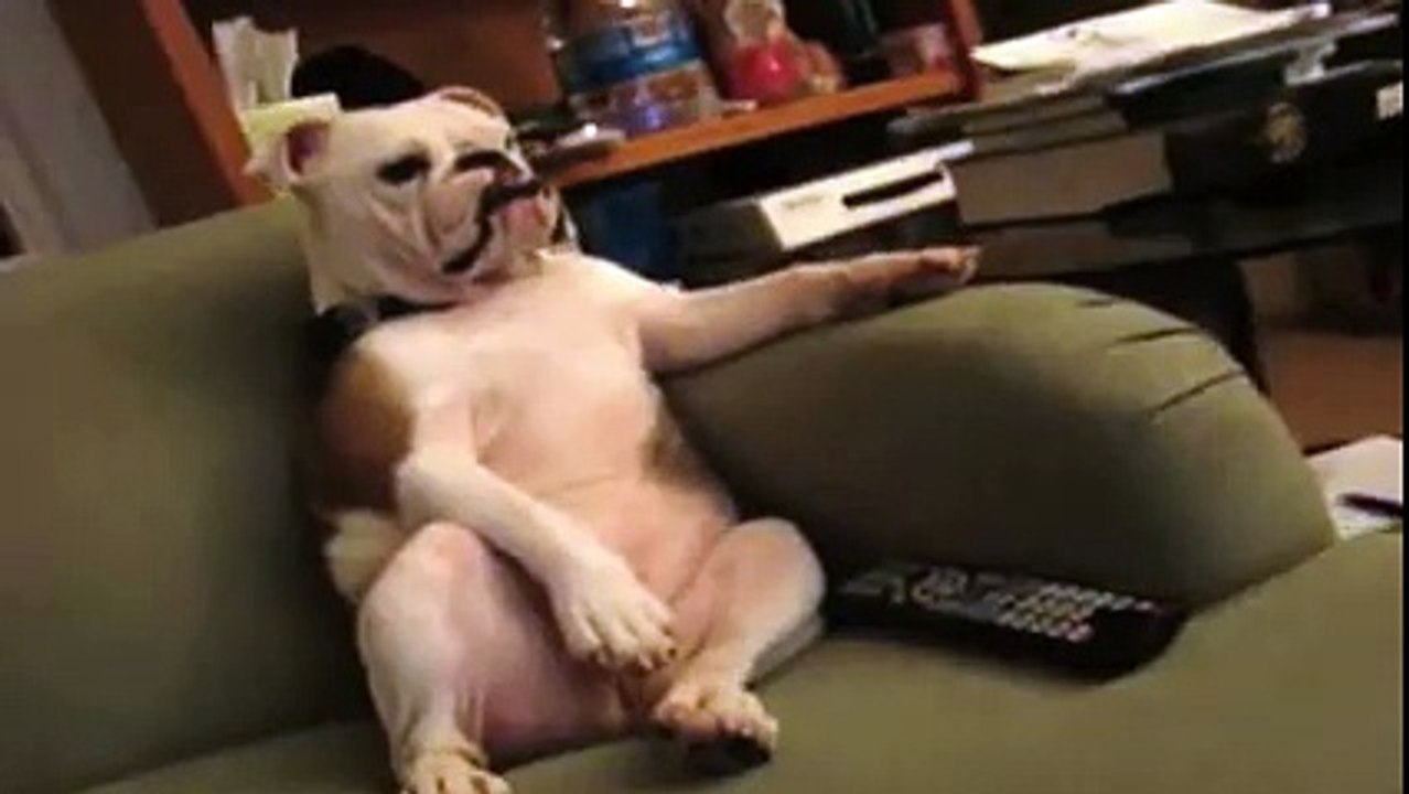 Des animaux qui se prennent pour des humains - Compilation