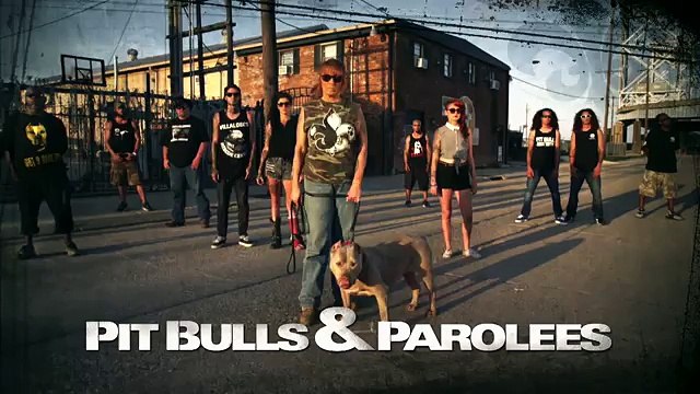 Un cane prega per ricevere un aiuto per salvare i suoi cuccioli: ecco la riunificazione commovente