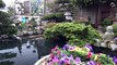 Superbe jardin Japonais multi bassin a koi