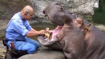 Un courageux dentiste va brosser les énormes dents d'un hippopotame
