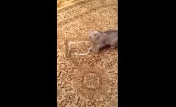 Funny Cat Videos-Funny Videos-Whatsapp Videos-Prank Videos-Funny Vines-Viral Video-Funny Fails-Funny Compilations-Just For Laughs