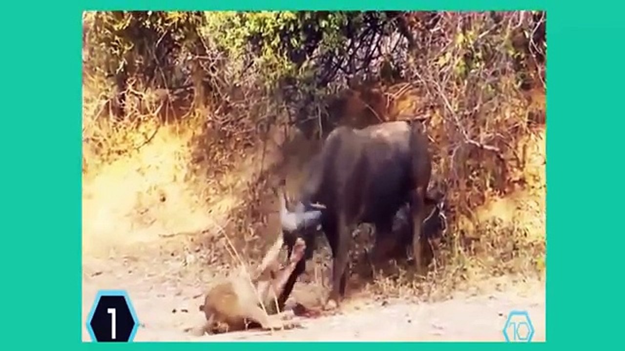 Most Amazing Wild Animal Attacks - Mongoose Vs Cobra - Lion Vs Buffalo