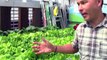 Solar Powered Aquaponic System Grows Fish and Vegetables Anywhere