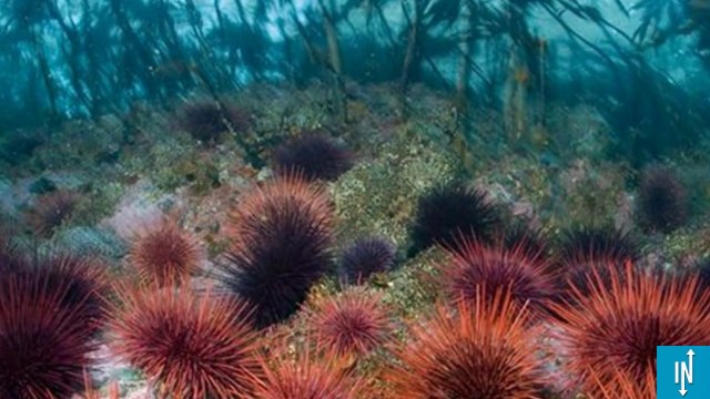 Le jus d'oursins, est-ce le cannabis de l'océan ?