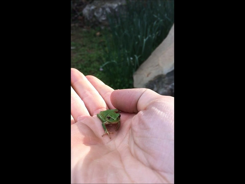 Victor Madera: Espectacular salto de una rana saltando una persona