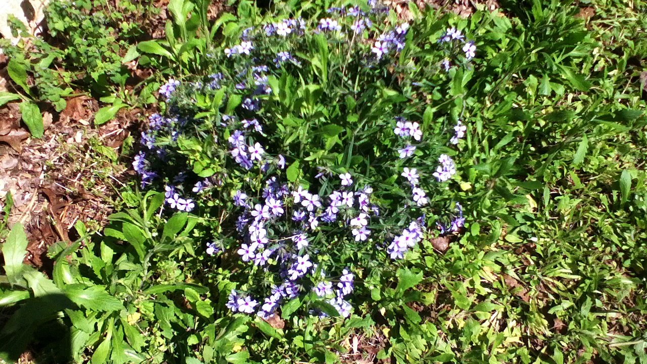 Z57 presents Blue Flowers