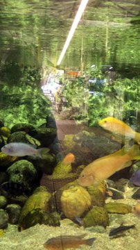 POISSONS D'EAU DOUCE