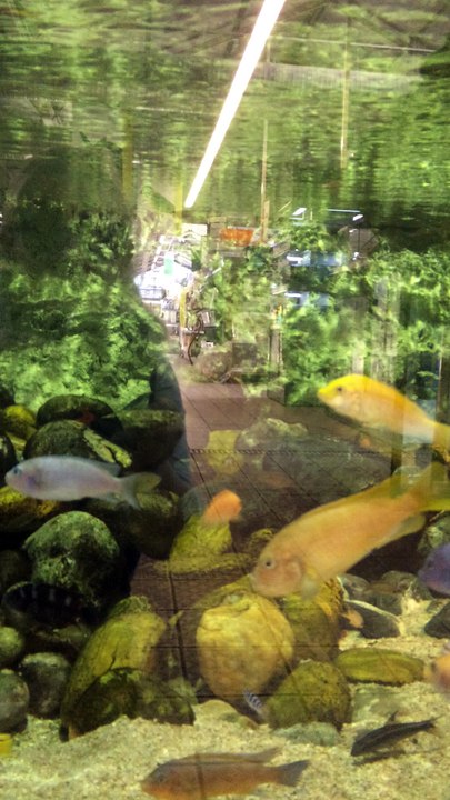 POISSONS D'EAU DOUCE