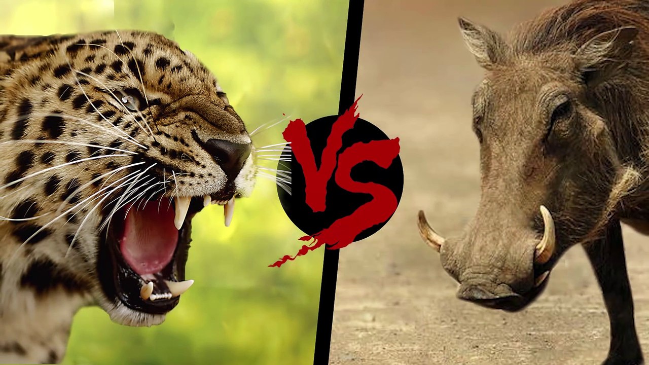 10 СУМАСШЕДШИХ БИТВ ЖИВОТНЫХ СНЯТЫХ НА КАМЕРУ