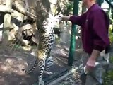 Zookeeper Attacked By Black Panther-Funny & Entertainment Clips-Funny  Entertainment Videos Follow Us!!!!!