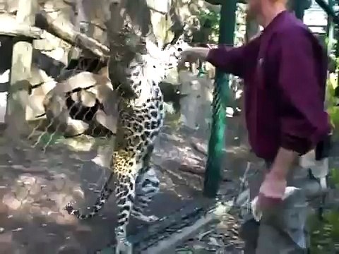 Zookeeper Attacked By Black Panther-Funny & Entertainment Clips-Funny Entertainment Videos Follow Us!!!!!