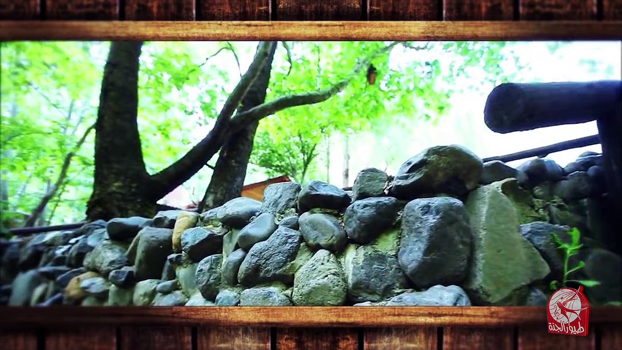 جنغل Jungle - الحلقة الأولى | طيور الجنة