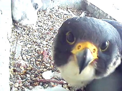 Cette maman faucon fixe son reflet dans la caméra pendant des heures !