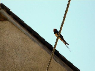 Les hirondelles chantent! Part 2