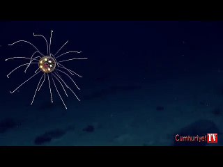 İlk kez görüntülendi... Okyanusların en derininde bulundu