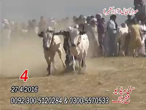 T.A.M.A.S.H.A چوتھا نمبر موہڑا کنیال