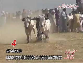 T.A.M.A.S.H.A چوتھا نمبر موہڑا کنیال