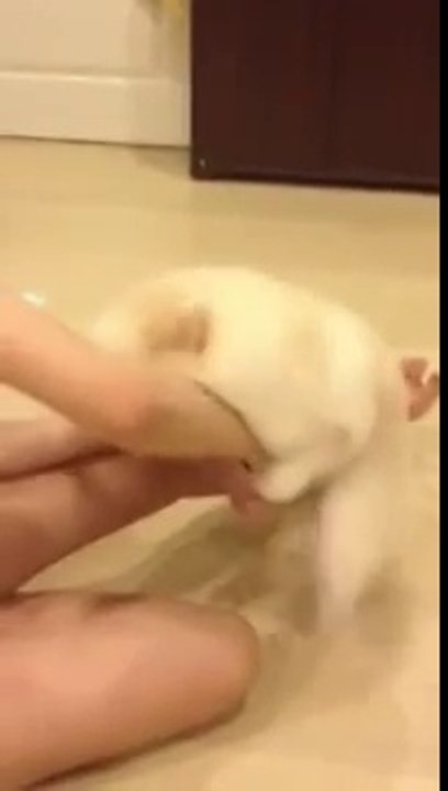 Dog Trying love with College Girl@Funny Clip