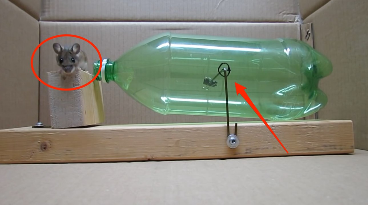 Comment construire un piège à souris non cruel ?