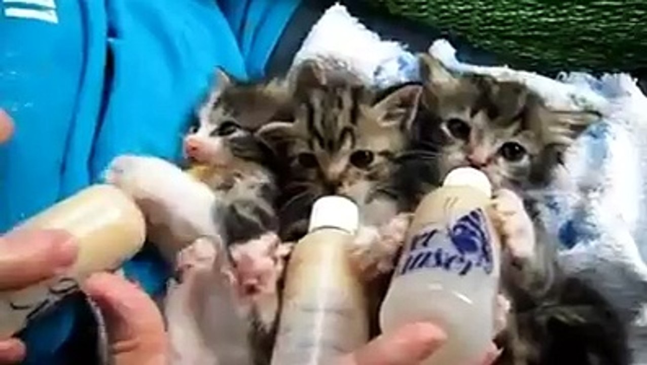 For Cats and Nature lovers