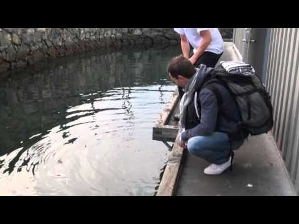 CANADA : ce matin j'ai presque fait un BISOU à un PHOQUE !