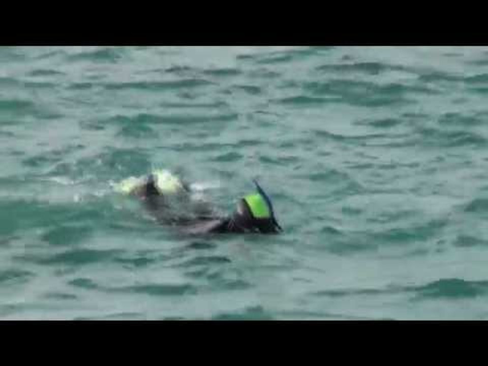 NOUVELLE ZÉLANDE : NAGER avec des DAUPHINS sauvages à Kaikoura