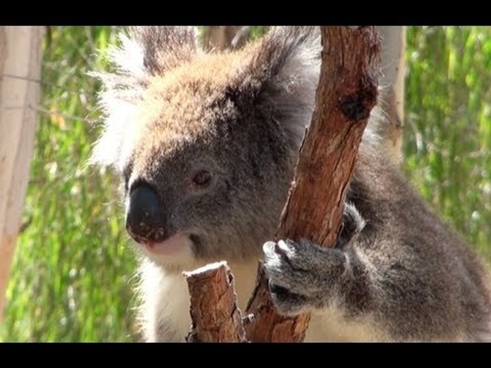 Road Trip en Australie : Yanshep National Park