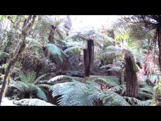 BOLIVIE : nuit dans la JUNGLE du Pars Amboro - 1ère partie