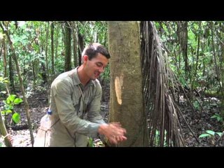 BOLIVIE : trek de SURVIE en AMAZONIE -7- boire avec une LIANE