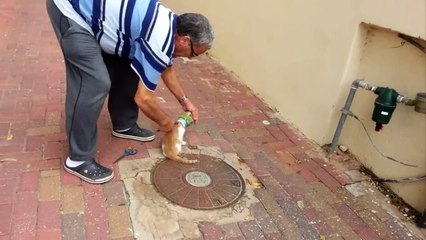 Ce chaton était dans une situation délicate mais ce passant va le secourir