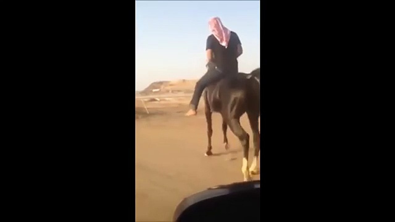 Amazing arabian horse Dancing@