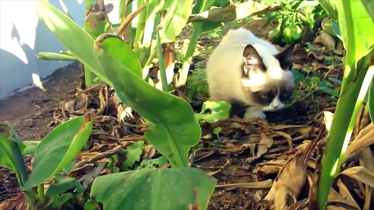 Grumpy Cat Compilation!