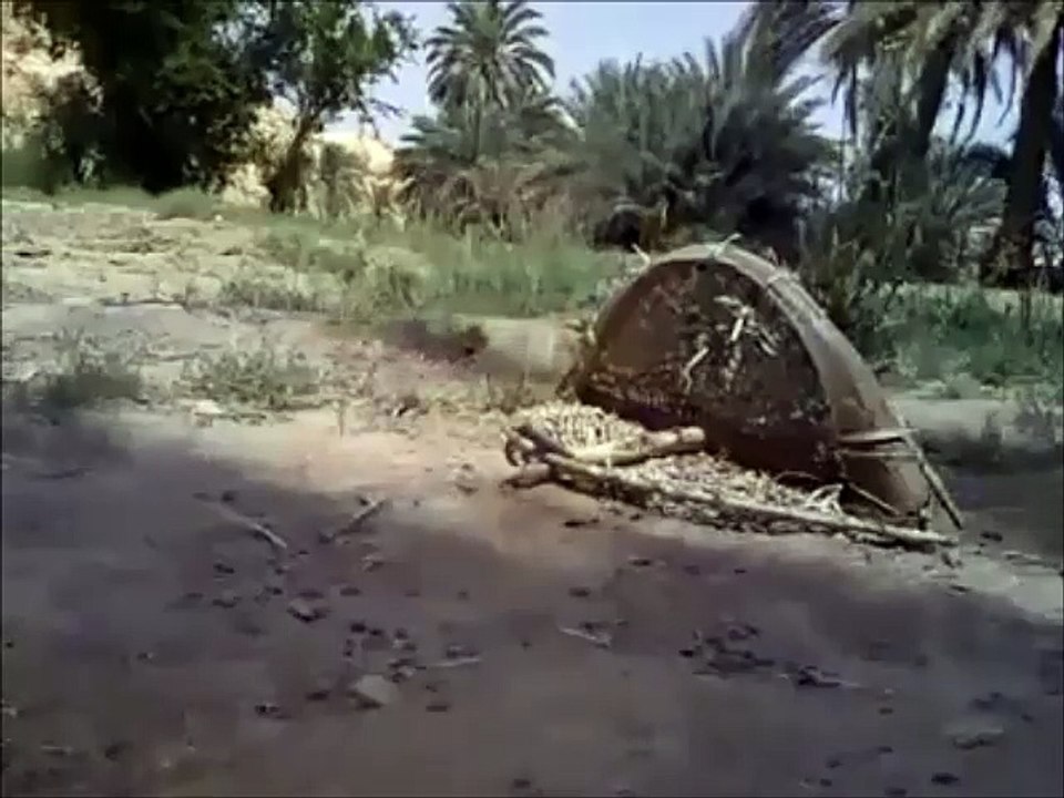 capture des oiseaux au filet   صيد العصافير بالفخ