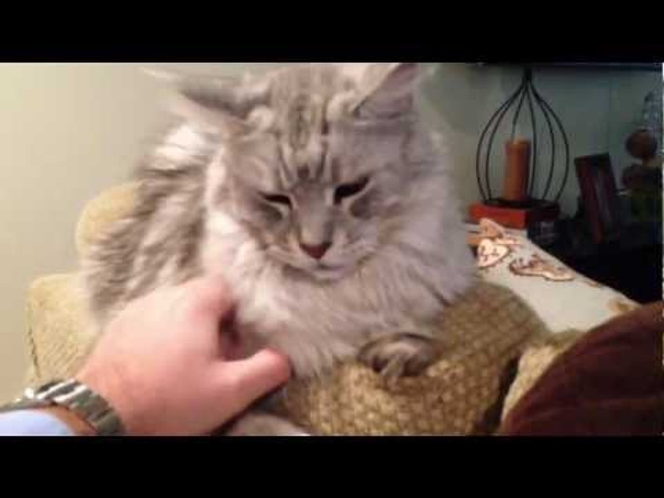 Tail Talk: Learn the Body Language of Maine Coon Cats