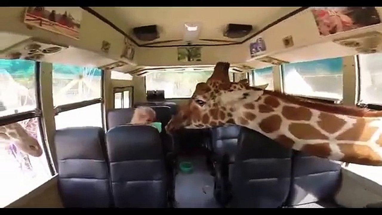 Tower of giraffes surprise woman by surrounding her for food.