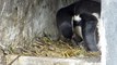 Naissance de quatre bébés manchots au Parc Zoologique de Paris
