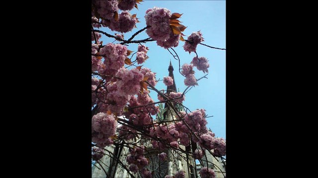 THE VINES - Truth tribute bathroom singer Jiberock