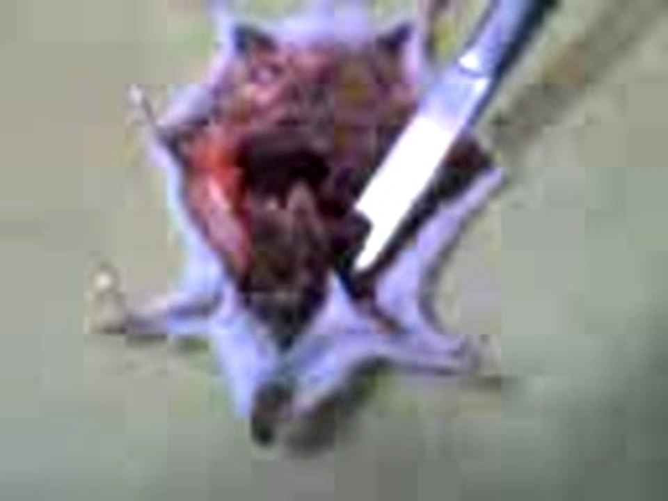 DISSECTION SOURIE