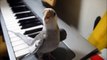 He puts his pet bird on the piano. You won’t believe what happens when he hits record!