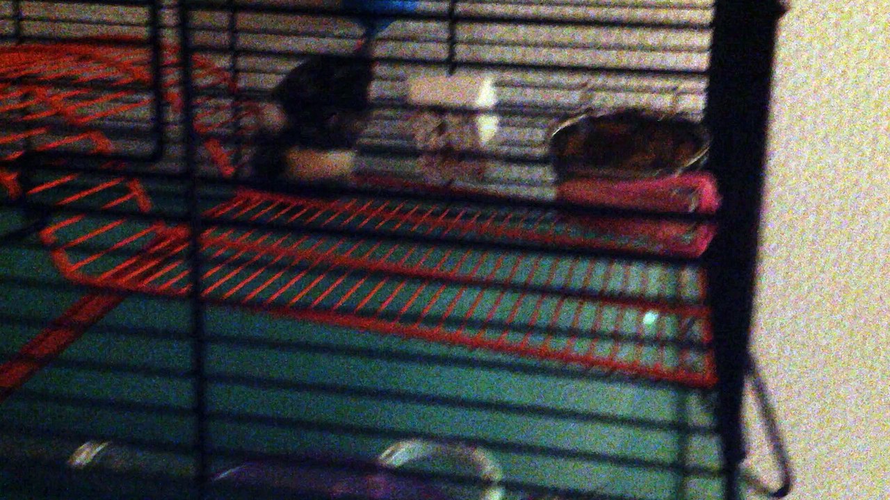 my hamster (cake)