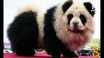 10 dogs that look like pandas
