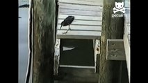 Hungry bird outsmarts fish