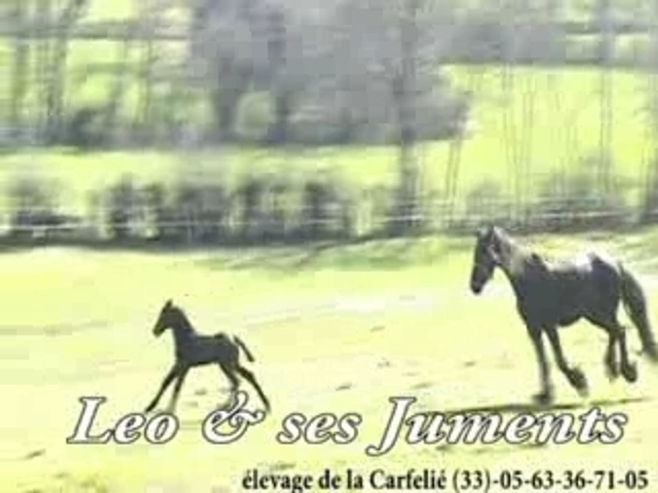 LEO1
