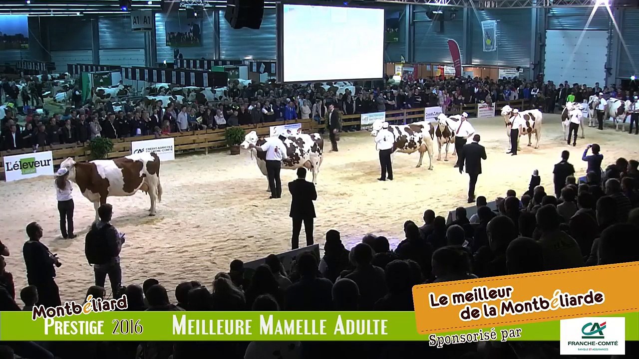 Montbéliard Prestige Streaming Live Meilleure Mamelle/Championne Adulte