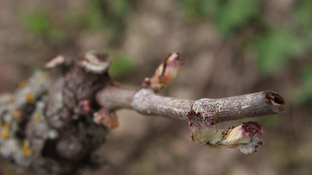 Gelées sur les vignes sarthoises