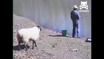 Angry sheep rams into unsuspecting fisherman