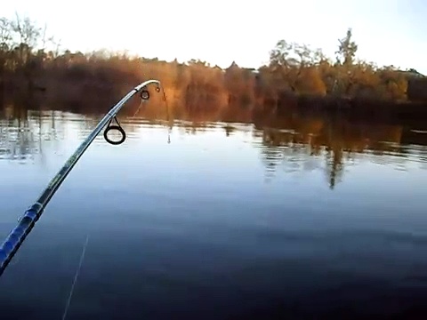 weightless senko bass fishing