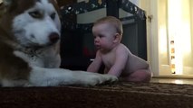 L’Husky tenta di fare il duro con il bambino, ma guardate cosa succede…